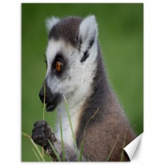 Ring Tailed Lemur  2 Canvas 12  X 16  (unframed)