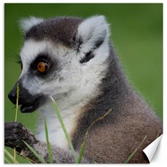 Ring Tailed Lemur  2 Canvas 20  X 20  (unframed)