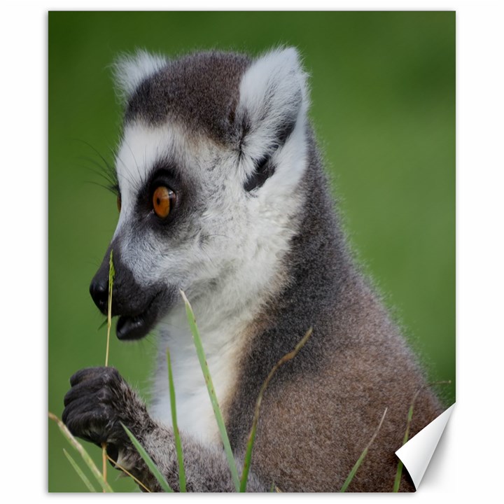 Ring Tailed Lemur  2 Canvas 20  x 24  (Unframed)