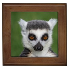 Ring Tailed Lemur Framed Ceramic Tile