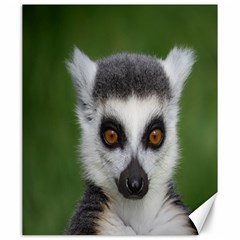 Ring Tailed Lemur Canvas 20  X 24  (unframed)