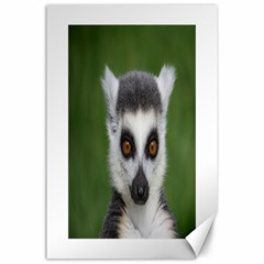 Ring Tailed Lemur Canvas 24  X 36  (unframed)