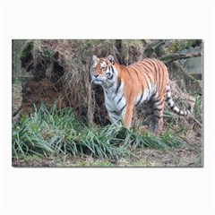 Tiger Postcards 5  X 7  (10 Pack) by smokeart