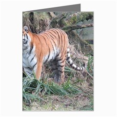 Tiger Greeting Card