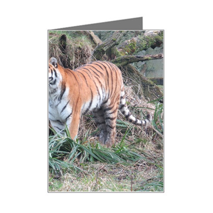 Tiger Mini Greeting Card