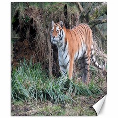 Tiger Canvas 8  X 10  (unframed) by smokeart