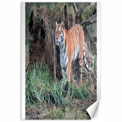 Tiger Canvas 20  X 30  (unframed) by smokeart