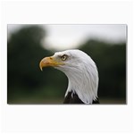 Bald Eagle (1) Postcards 5  x 7  (10 Pack) Front