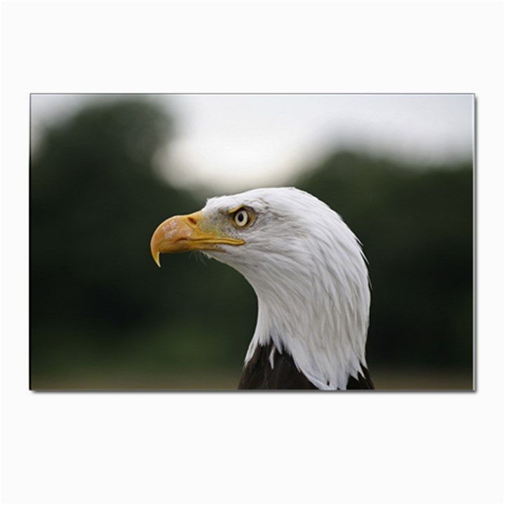 Bald Eagle (1) Postcards 5  x 7  (10 Pack)