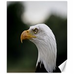 Bald Eagle (1) Canvas 8  x 10  (Unframed) 8.15 x9.66  Canvas - 1