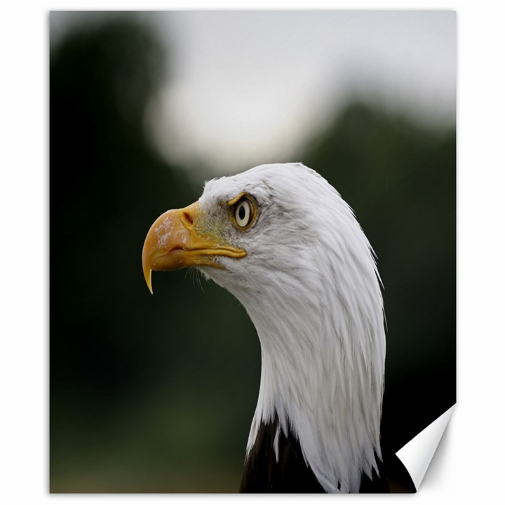 Bald Eagle (1) Canvas 8  x 10  (Unframed)