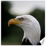 Bald Eagle (1) Canvas 12  x 12  (Unframed) 11.4 x11.56  Canvas - 1