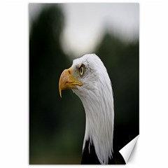 Bald Eagle (1) Canvas 12  X 18  (unframed) by smokeart