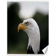 Bald Eagle (1) Canvas 18  X 24  (unframed) by smokeart