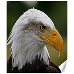 Bald Eagle (2) Canvas 8  x 10  (Unframed) 8.15 x9.66  Canvas - 1