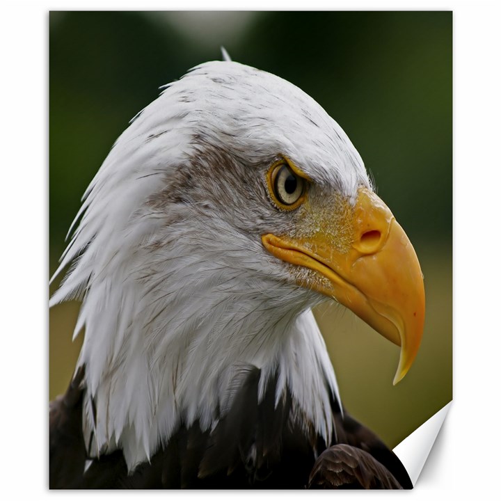 Bald Eagle (2) Canvas 8  x 10  (Unframed)