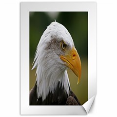 Bald Eagle (2) Canvas 20  X 30  (unframed) by smokeart