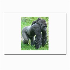 Gorilla Dad Postcard 4 x 6  (10 Pack) by plindlau