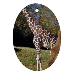 Giraffe Oval Ornament