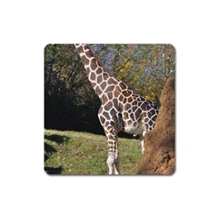 Giraffe Magnet (square) by plindlau