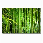 Bamboo Postcard 4 x 6  (10 Pack) Front