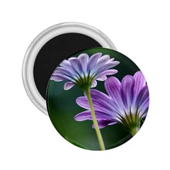 Flower 2 25  Button Magnet by Siebenhuehner