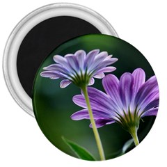 Flower 3  Button Magnet by Siebenhuehner