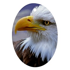 Bald Eagle Oval Ornament