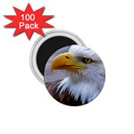 Bald Eagle 1.75  Button Magnet (100 pack) Front