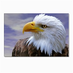 Bald Eagle Postcards 5  X 7  (10 Pack) by Siebenhuehner