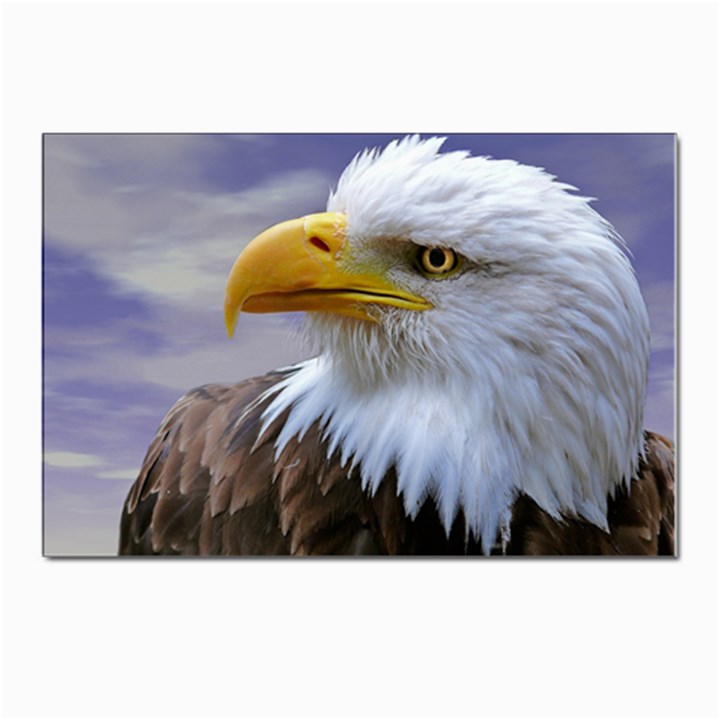 Bald Eagle Postcards 5  x 7  (10 Pack)