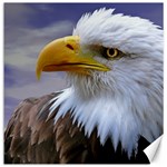 Bald Eagle Canvas 12  x 12  (Unframed) 11.4 x11.56  Canvas - 1