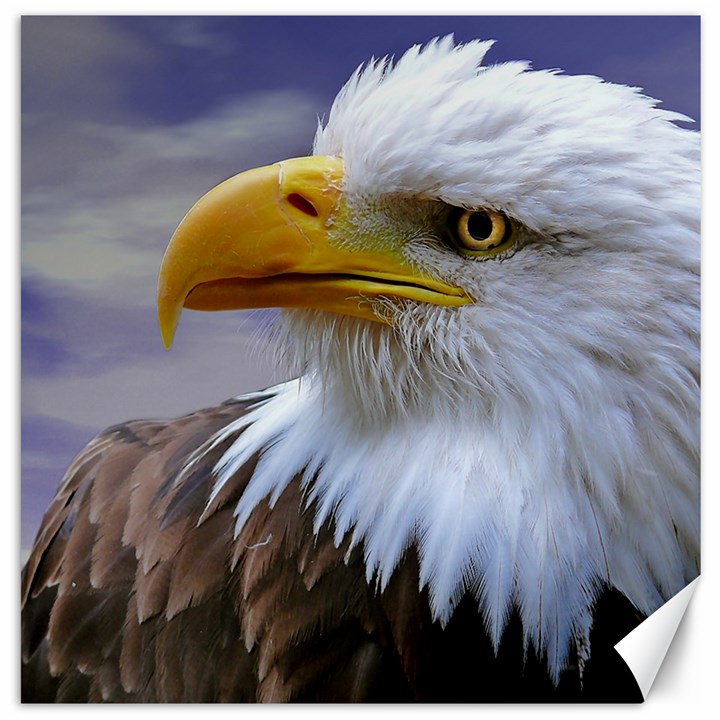 Bald Eagle Canvas 12  x 12  (Unframed)