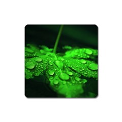 Waterdrops Magnet (square) by Siebenhuehner