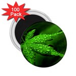 Leaf With Drops 2.25  Button Magnet (100 pack) Front