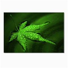 Leaf With Drops Postcard 4 x 6  (10 Pack) by Siebenhuehner