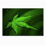 Leaf With Drops Postcard 4 x 6  (10 Pack) Front