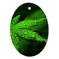 Leaf With Drops Oval Ornament (two Sides) by Siebenhuehner