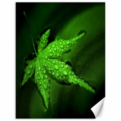 Leaf With Drops Canvas 12  X 16  (unframed)