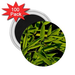 Bamboo 2 25  Button Magnet (100 Pack)