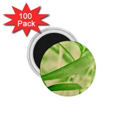 Bamboo 1 75  Button Magnet (100 Pack) by Siebenhuehner