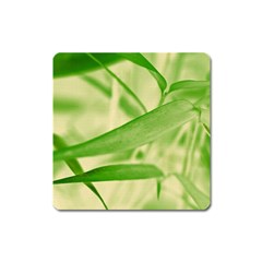 Bamboo Magnet (square) by Siebenhuehner