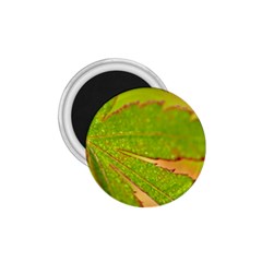 Leaf 1 75  Button Magnet