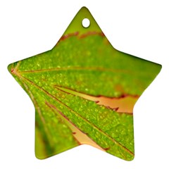 Leaf Star Ornament by Siebenhuehner