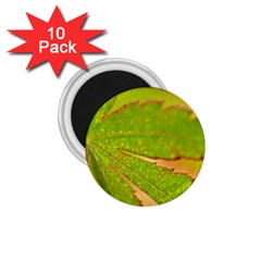 Leaf 1 75  Button Magnet (10 Pack)