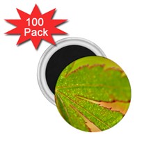 Leaf 1 75  Button Magnet (100 Pack)