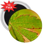 Leaf 3  Button Magnet (10 pack) Front