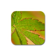 Leaf Drink Coasters 4 Pack (square) by Siebenhuehner