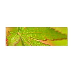 Leaf Bumper Sticker by Siebenhuehner