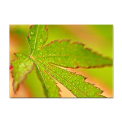 Leaf A4 Sticker 100 Pack by Siebenhuehner